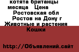 котята британцы 1.5 месяца › Цена ­ 1 000 - Ростовская обл., Ростов-на-Дону г. Животные и растения » Кошки   